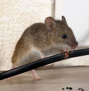 carpet-cleaning-pest-control