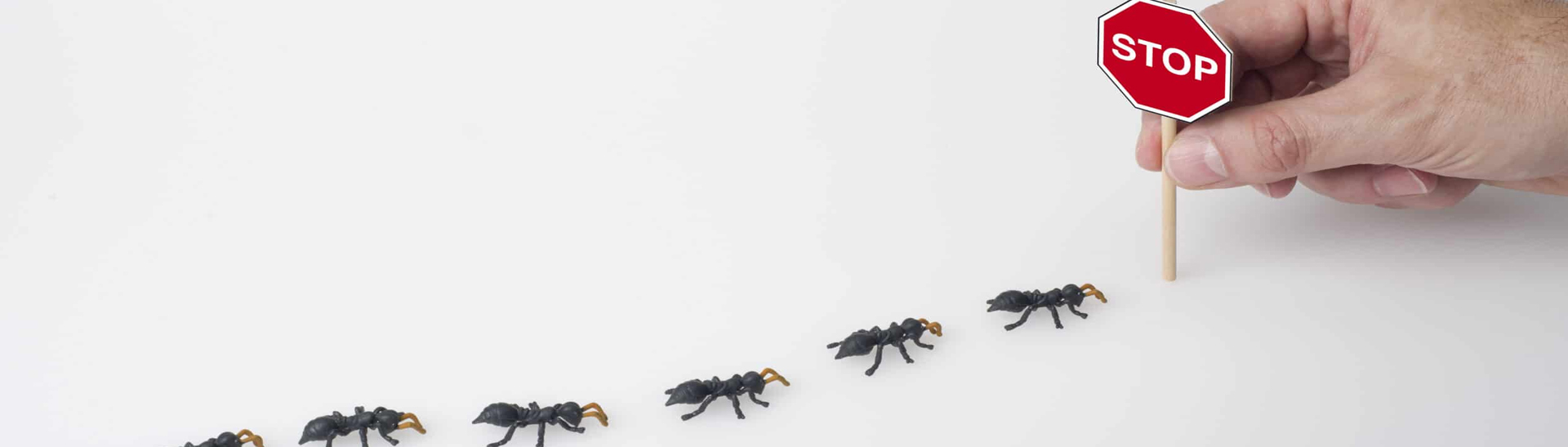 ant pest control newcastle