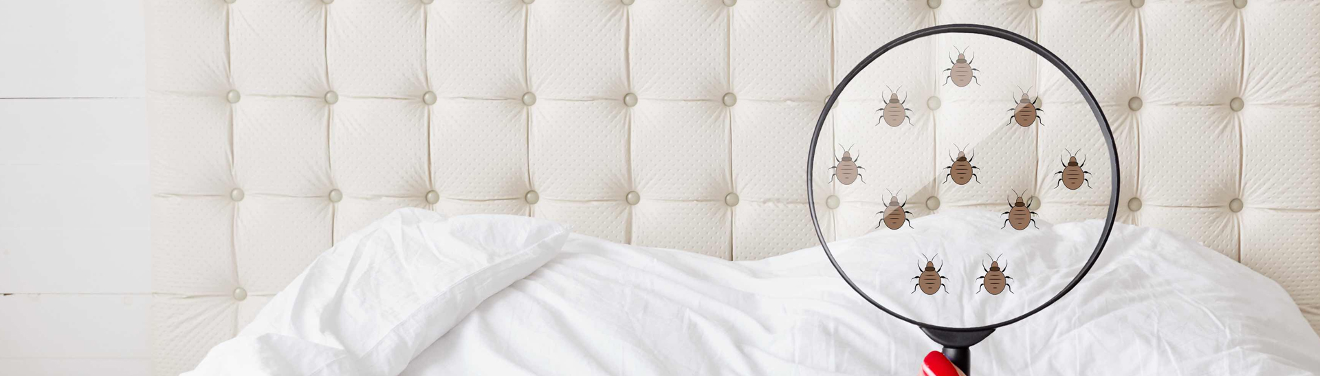 bed bug pest control newcastle