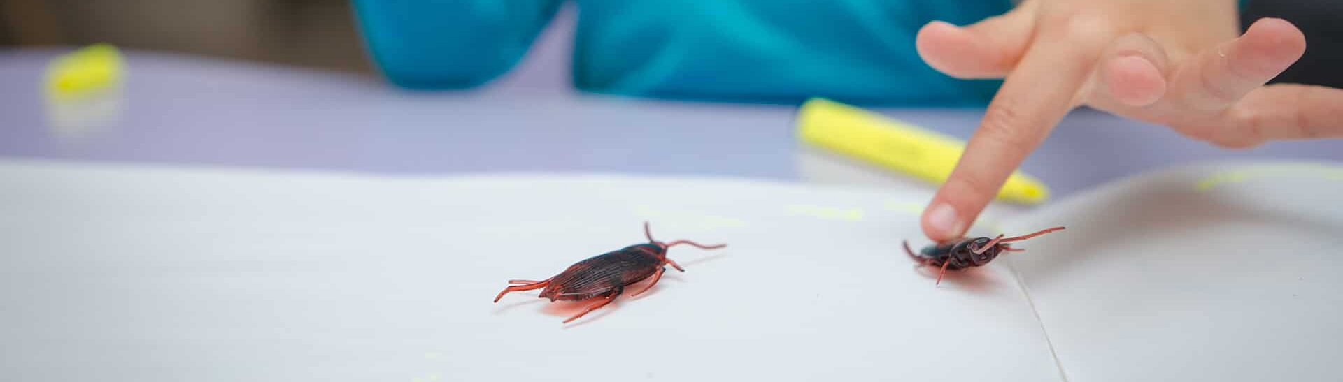 cockroach pest control newcastle