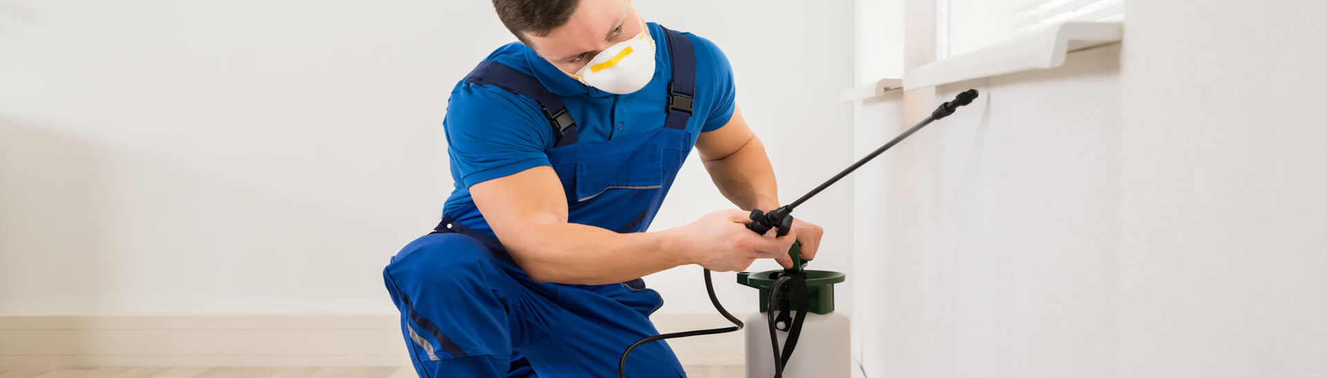 end of lease flea treatment newcastle