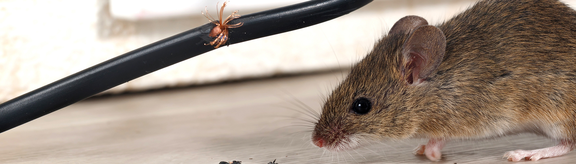 rodent pest control newcastle